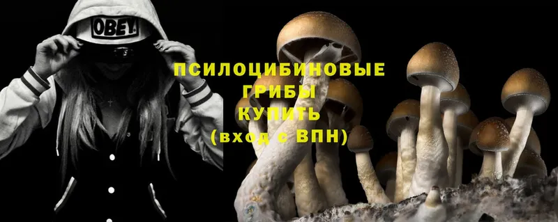 Галлюциногенные грибы Psilocybine cubensis Электроугли